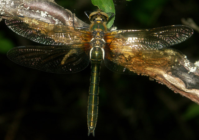 Cordulia aenea - Copyright Hugues Mouret